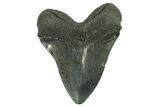 Serrated, Fossil Megalodon Tooth - South Carolina #383187-2